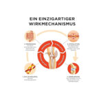 Collanol-Kapsel, gesunde Gelenke, intakte Kollagenknochen+Curcumin - Image 5